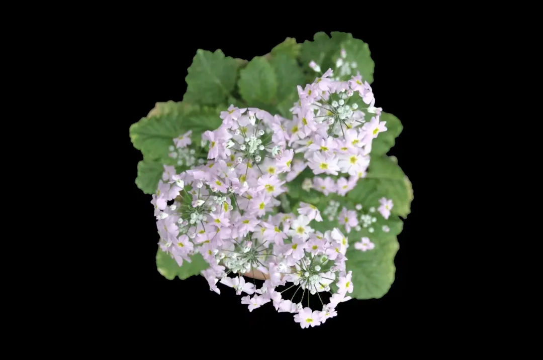 胭脂蜀 胭脂蜀