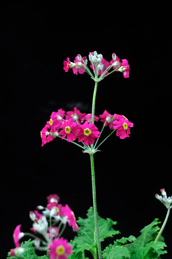 蜀红 蜀红